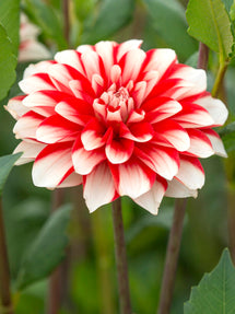 Dahlia Dynamite