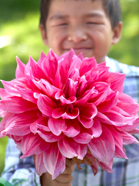 Dahlia_Emory_Paul-8_grande.jpg