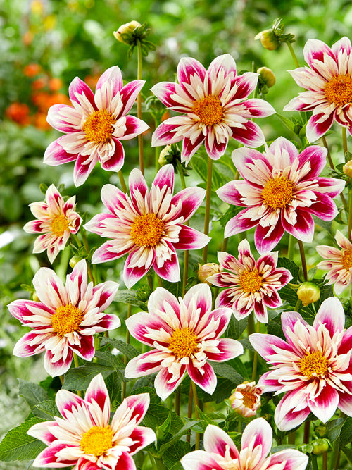 Dahlia Fashion Monger