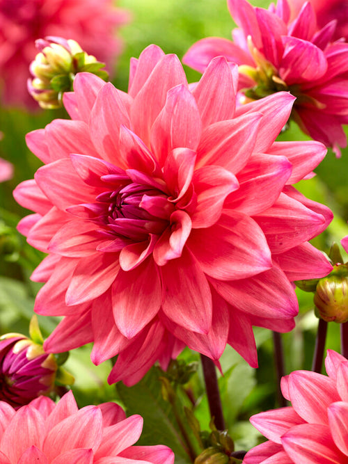 Buy Dahlia Feline Yvonne Tubers