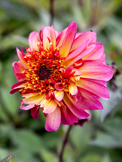 Dahlia Floorinoor