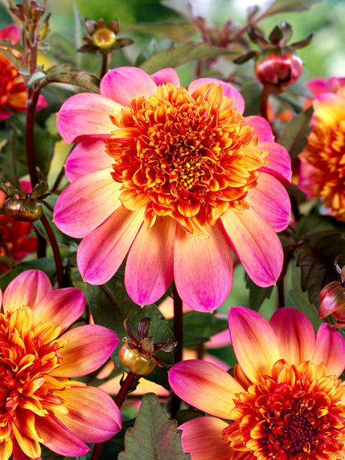Dahlia Floorinoor