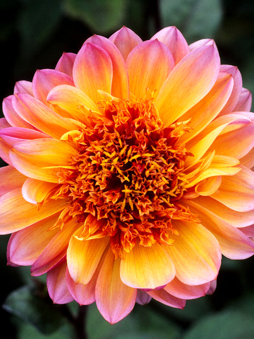 Dahlia Floorinoor