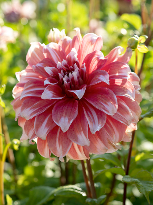 Dahlia Frost Nip