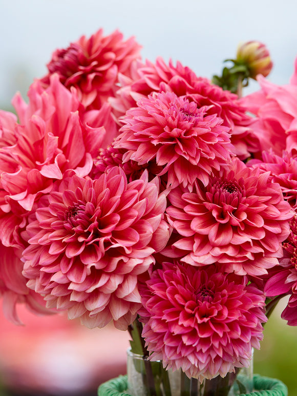 Dahlia Fuchsia Whisper Collection