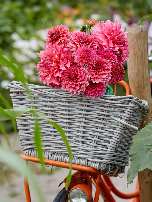 Dahlia Fuchsia Whisper Collection