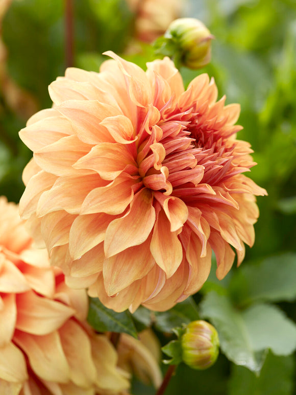 Dahlia Great Hercules