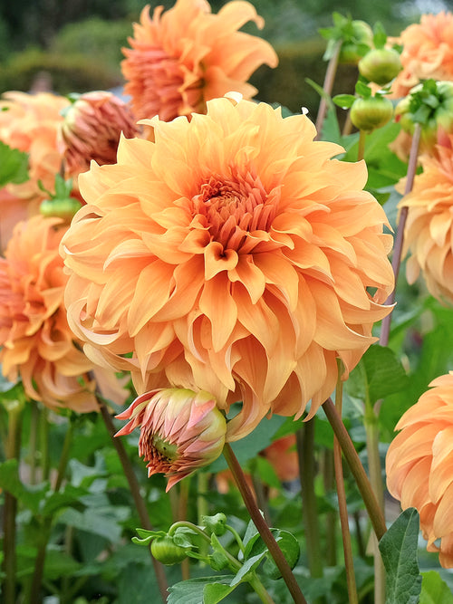 Dahlia Great Hercules