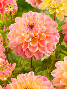 Dahlia Hapet Pastel