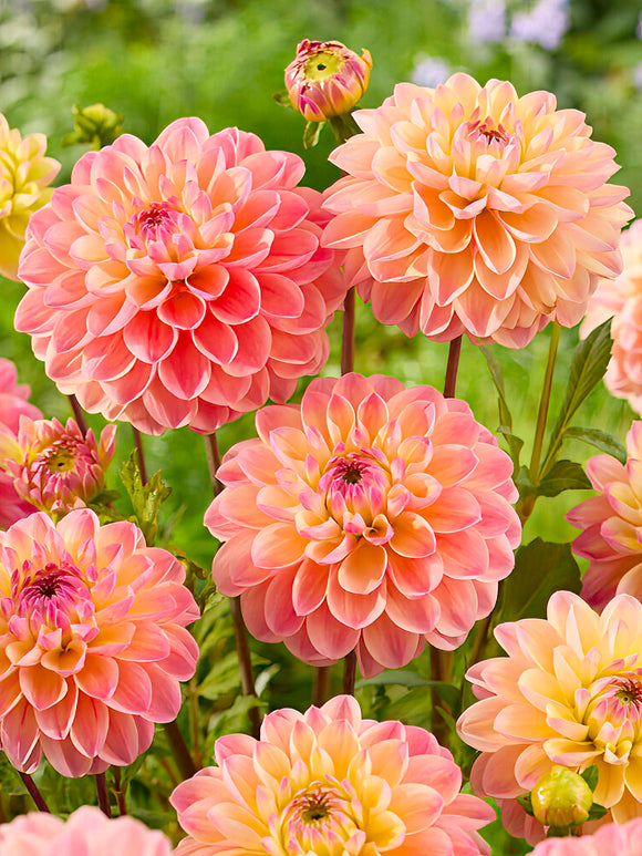 Dahlia Hapet Pastel