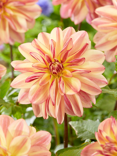 Dahlia Happy Butterfly