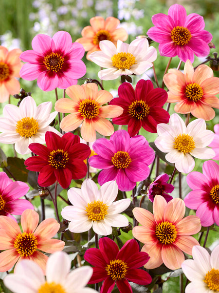 Dahlia Happy Single Mix | Dahlia Tubers | DutchGrown™