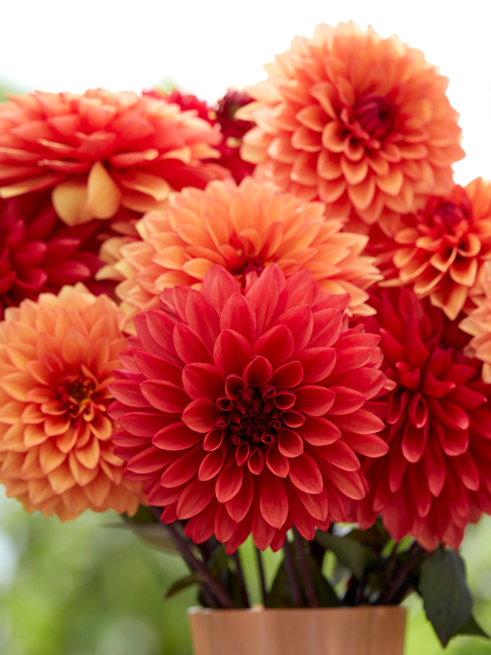 Sunset Collection Dahlia Harvest Sunset Collection | Dahlia Tubers | DutchGrown™