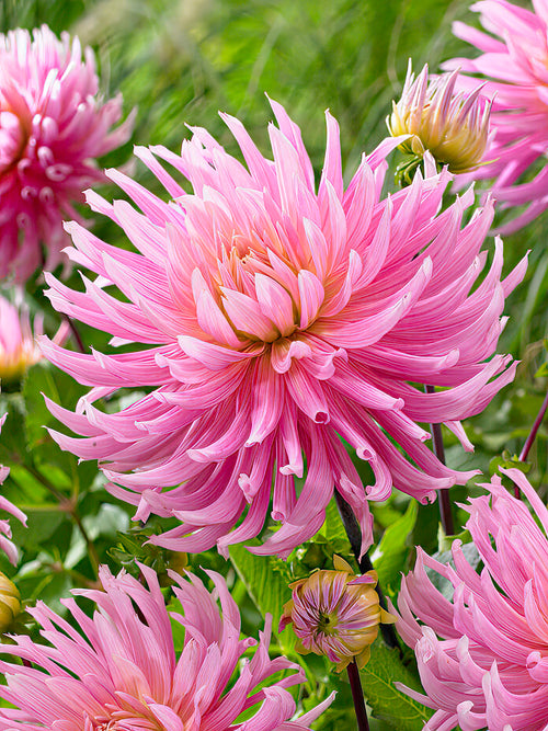 Dahlia Hollyhill Cotton Candy
