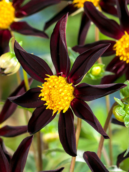 honka dahlia seeds Dahlia Verrone's Obsidian (Honka Black)