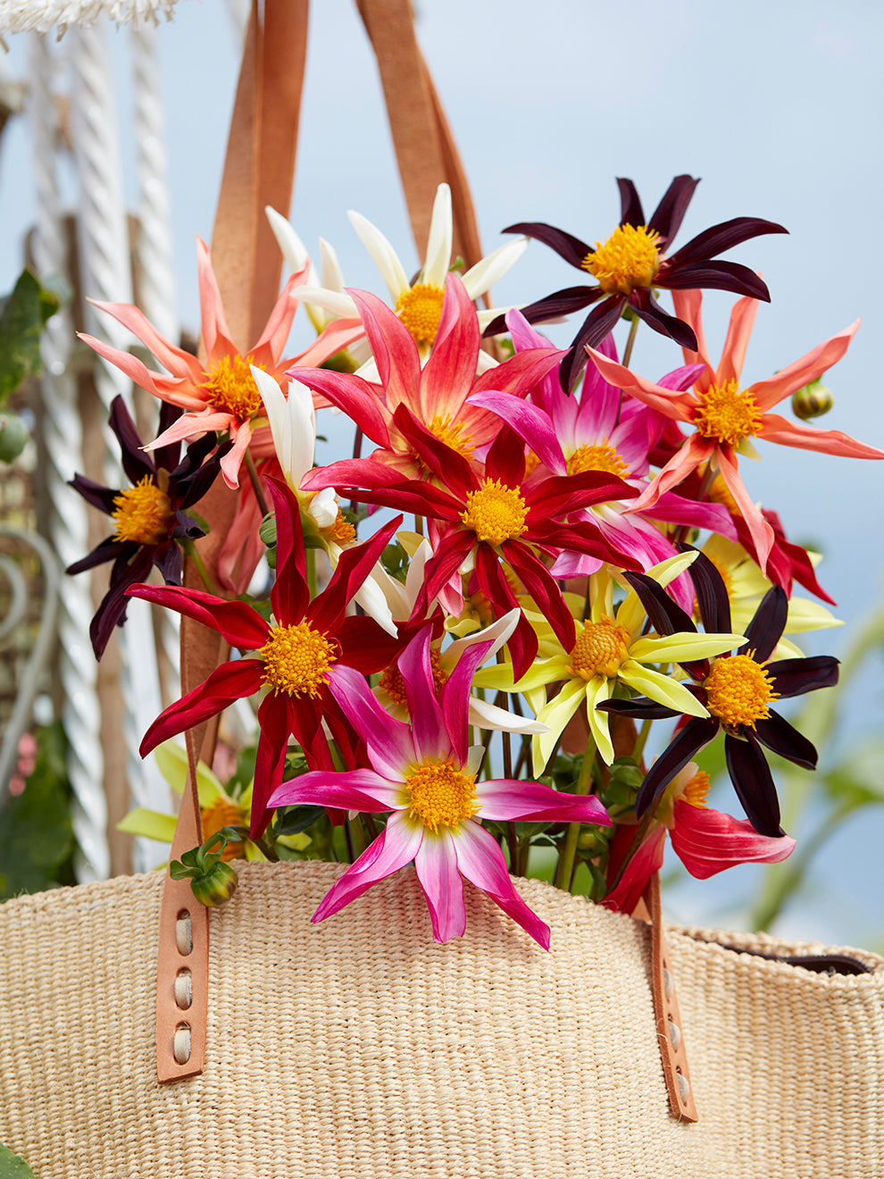 honka dahlia seeds Dahlia Honka Harmony Collection