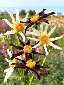 Dahlia Honka Mix