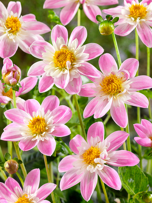 Dahlia Impression Famoso