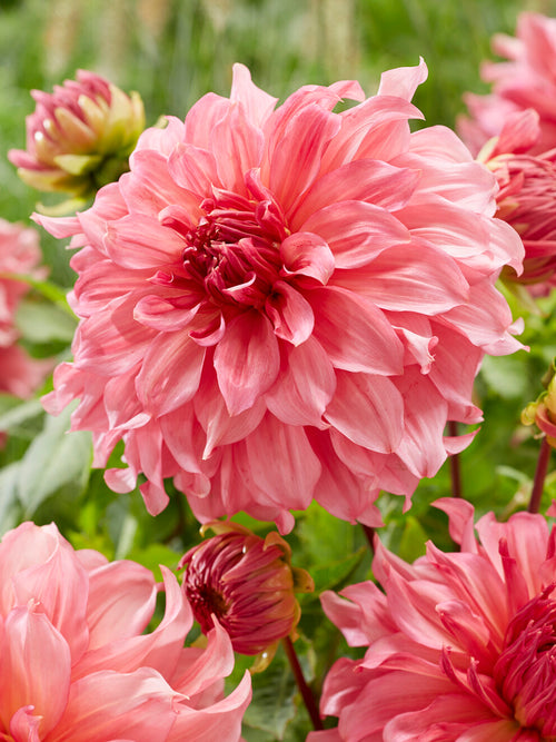 Dahlia Islander