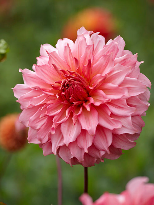Dahlia Islander