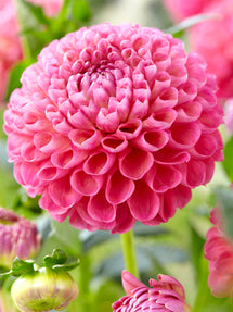 Dahlia Jowey Frambo