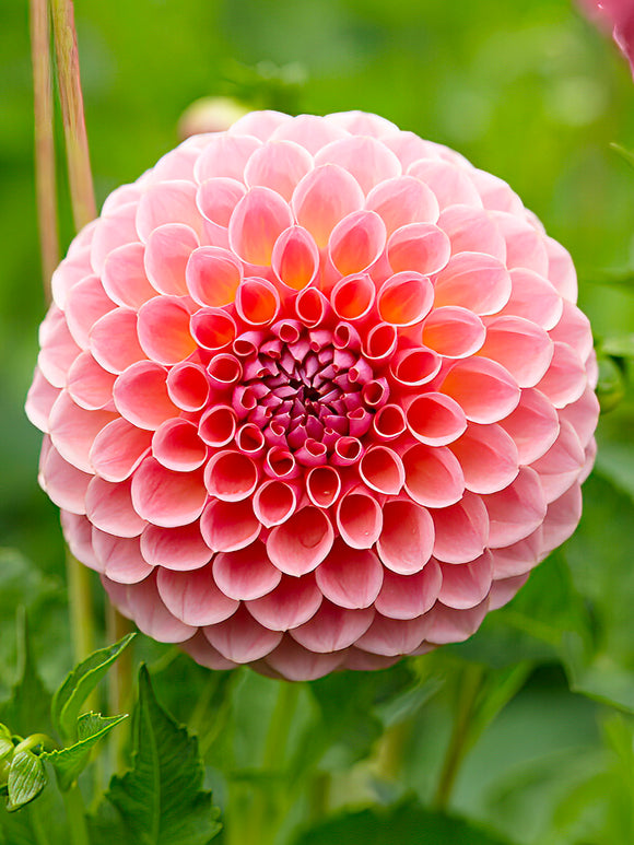 Dahlia Jowey Winnie