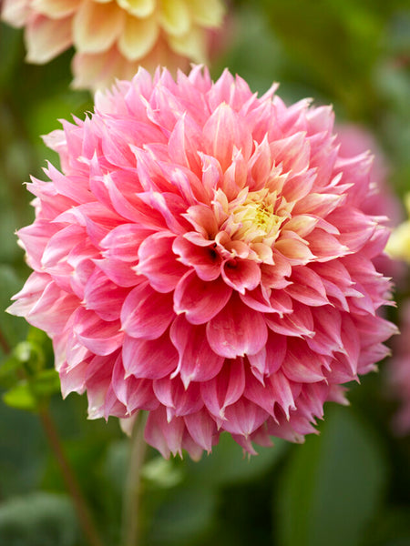 Dahliaページ Dahlia_Kogane_Fubuki-2_grande.
