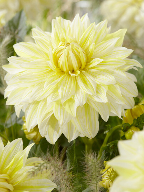 Buy Dahlia La Luna Tubers