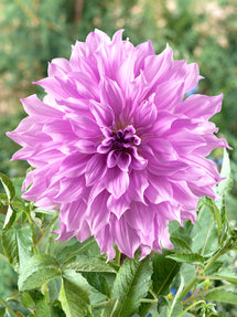 Dahlia Lavender Ruffles