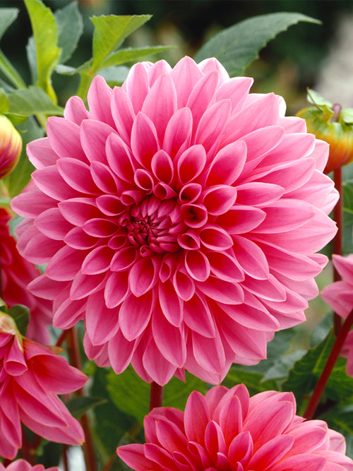 Dahlia Lucky Number Tubers