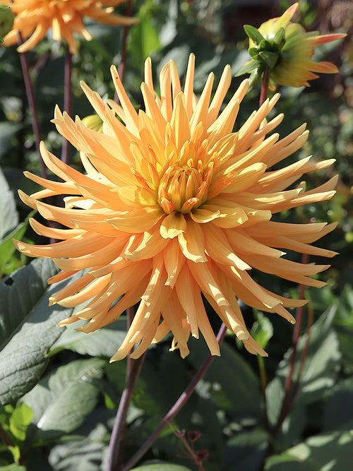 Dahlia Ludwig Helfert