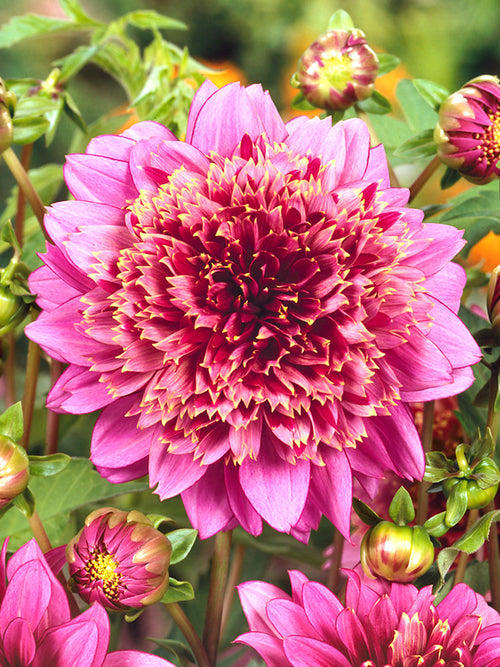 Dahlia Mambo Tubers