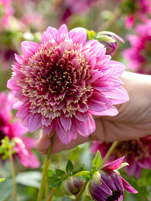 Dahlia Mambo