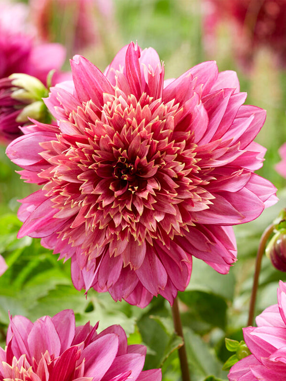 Buy Dahlia Mambo Tubers