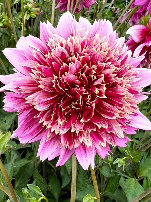 Dahlia Mambo Tubers