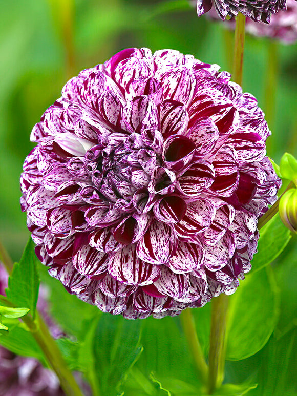 Dahlia Marble Ball