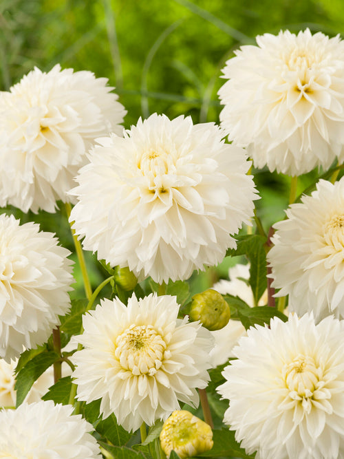 Dahlia Myama Fubuki