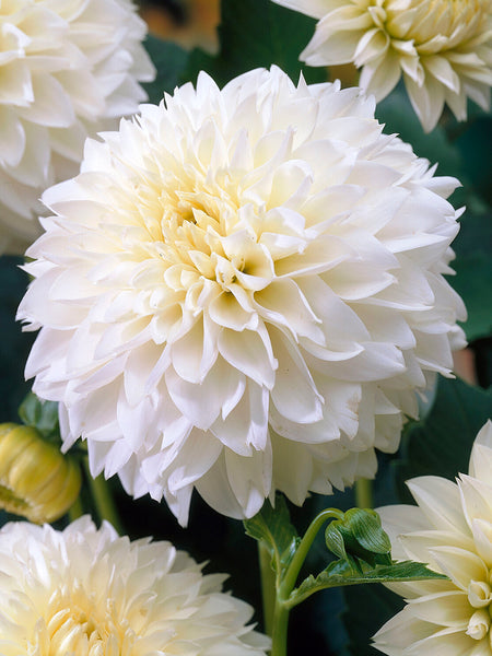 Dahlia 'Myama Fubuki' Tubers for Sale | White Fimbriata Dahlia