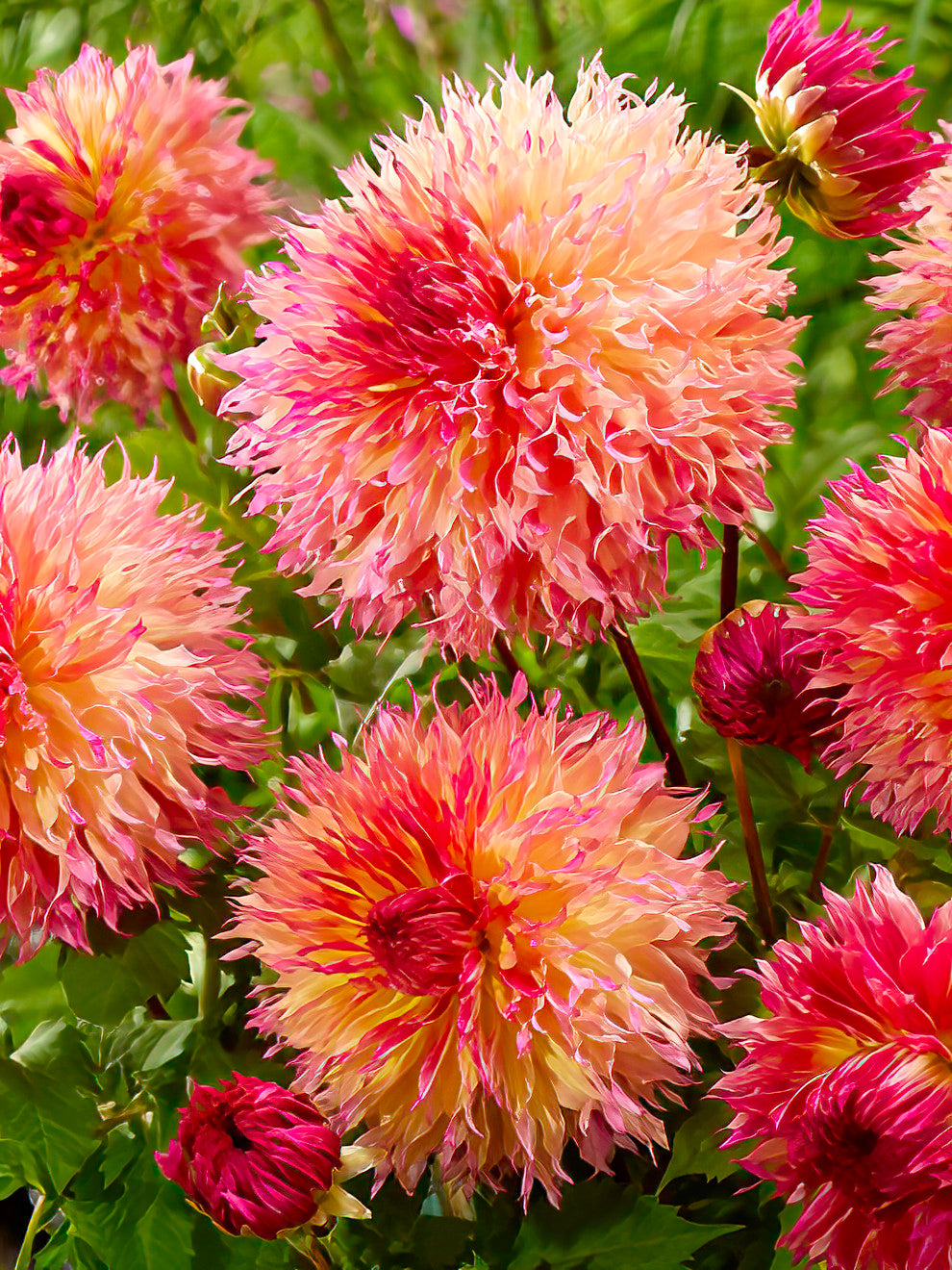 myrtle's folly dahlia seeds 2 Dahlia Tubers