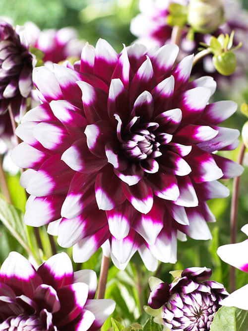 Dahlia Mystery Day