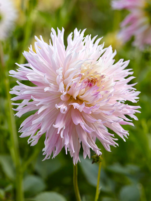 Dahlia Nadia Ruth