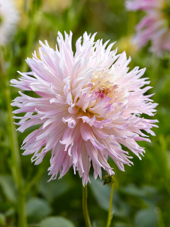 Dahlia Nadia Ruth