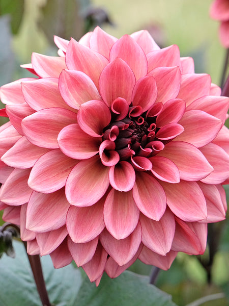 dahlia*様 Decorative Dahlia, Night Silence | Tubers and Bulbs