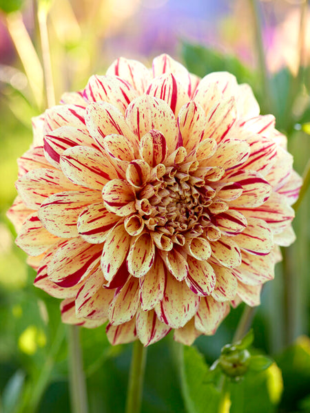 Dahlia Painted Madam | Dahlia Tubers | DutchGrown™