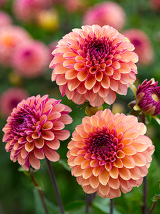 Dahlia Palmares