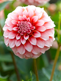 Dahlia Peaches
