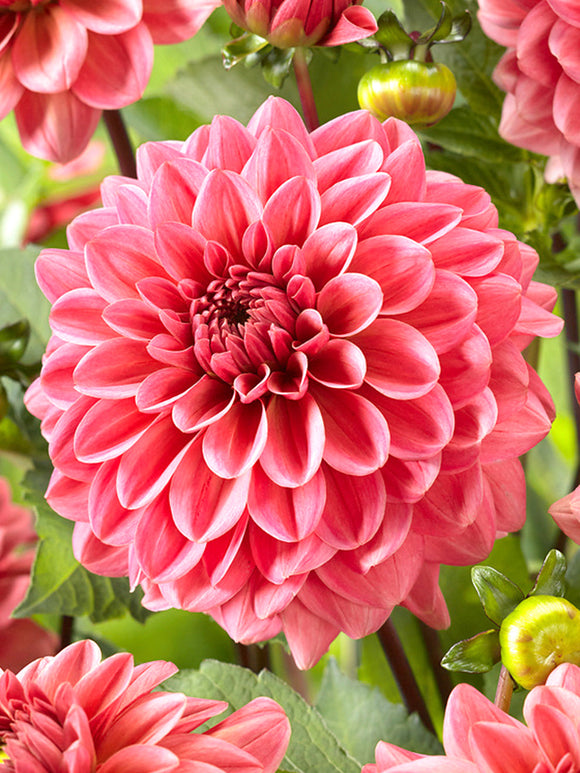 Dahlia Pink Runner