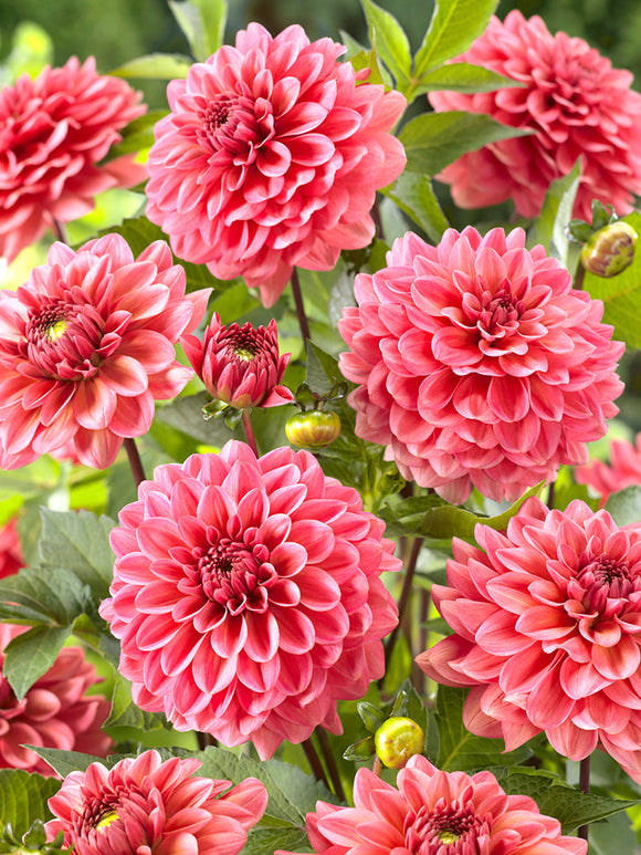 Buy Dahlia Pink Runner Tubers