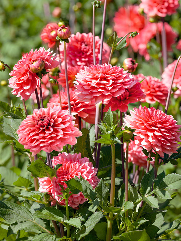 Dahlia Pink Runner Tubers