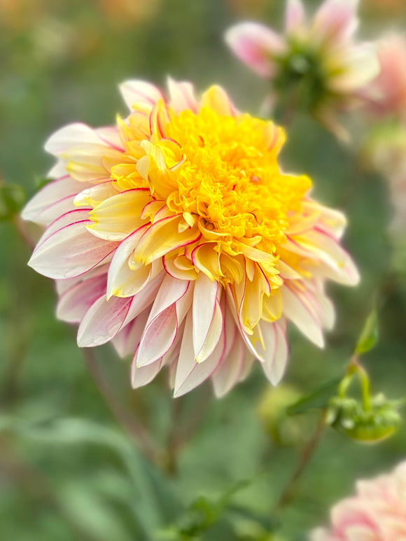 Dahlia Polka